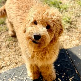 Latte - SM0543 - Cream male Australian Labradoodle puppy in Easley, South Carolina from Royal Diamond Labradoodles