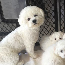 Bichon Frises from My Beautiful Bichons