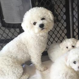 Bichon Frises from My Beautiful Bichons