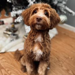 Luna - Goldendoodle