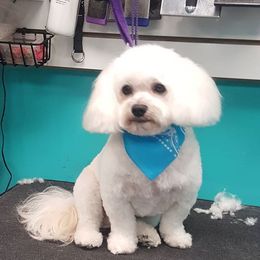 Wally - Maltipoo