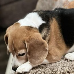 Beagles from Double X Beagles
