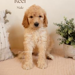 Reef - Cream male Goldendoodle puppy in Lusby, Maryland from C&C Goldendoodles