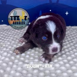 Braun - Red tri-color male Australian Shepherd puppy in Tucson, Arizona from TTTNT Aussies