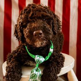 Briar - Chocolate male Goldendoodle puppy in Camden, North Carolina from Oopsie Doodles of NC