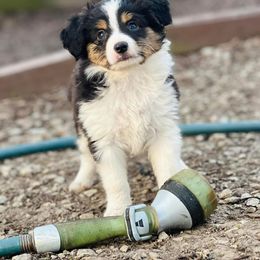Miniature Australian Shepherd and Toy Australian Shepherd Puppies from Kickapoo Creek Toy & Mini Aussies