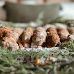 Goldendoodle Puppies from First Coast Goldendoodles