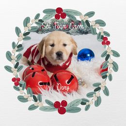 Golden Retriever Puppies from Ruff Life Goldens