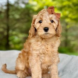 Brown - Red  female Goldendoodle puppy in Hesperia, Michigan from Red Acres Poodles & Doodles