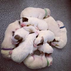 Great Pyrenees Puppies from Dancing Cloud Great Pyrenees