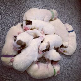 Great Pyrenees Puppies from Dancing Cloud Great Pyrenees