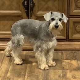 Josie - Miniature Schnauzer
