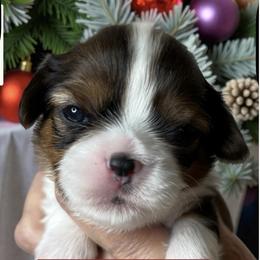 Teigan - Black gold and white female Cavatzu puppy in Oklahoma from Rocky Oak Cavaliers & Biewer Terriers LLC
