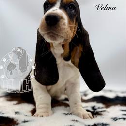 Velma - Black white and brown female Basset Hound puppy in Dingess, West Virginia from Tuckers' Howling Hounds