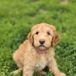 Pink Collar - Gold female Australian Cobberdog puppy in Victoria, Minnesota from Heartland Hills Australian Cobberdogs