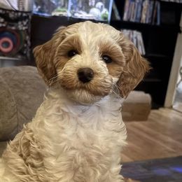 Cavapoos from Smiths Fluffy butts
