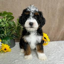 Frosty - Tri-color male Bernedoodle puppy in Seymour, Missouri from D and D’s Dandy Doodles