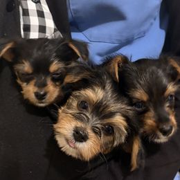 Yorkshire Terrier puppies from Barter Town Yorkies