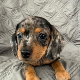 Boy 2 Dapple - Dapple male Dachshund puppy in Casa Grande, Arizona from Short n Sassy Dachshunds of AZ