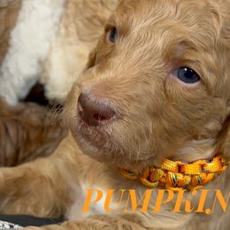 Boy 3 - Apricot Poodle puppy in Oceanside, New York from Anastasia STANDARD Poodles three four seven seven five four two three four five