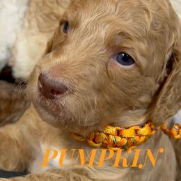 Boy 3 - Apricot Poodle puppy in Oceanside, New York from Anastasia STANDARD Poodles three four seven seven five four two three four five