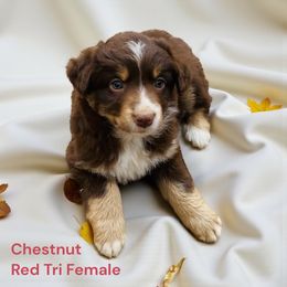 Chestnut - Red tri female Miniature Australian Shepherd puppy in Mountainburg, Arkansas from Stonehill Aussies