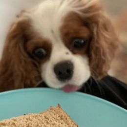 Cavalier King Charles Spaniels from Mayflowers Cavalier Spaniels
