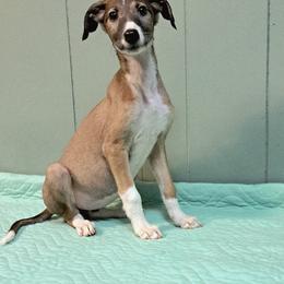 Female 1 - Fawn and white female Greyhound puppy in Steamboat Rock, Iowa from River Valley Canines