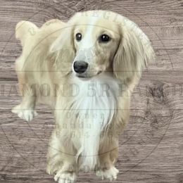 Rowdy - Dachshund