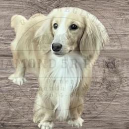 Rowdy - Dachshund