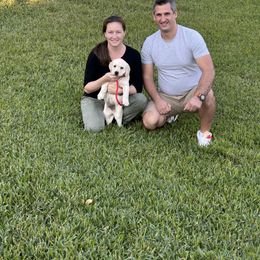 Labrador Retriever Puppies from Flashylabs  AKC GR CHAMPION SIRED