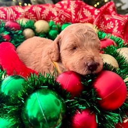 Merry - Apricot Mini - Apricot female Goldendoodle puppy in Lancaster, California from Kid's Best Doodle