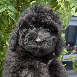 Princess Rosalina - Black female Goldendoodle puppy in Tucson, Arizona from Adored Poodle & Doodles