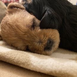 Schnoodle Puppies from Noodle Tings Puppies