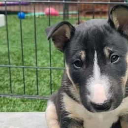 Miniature Bull Terriers from Triumph Miniature Bull Terriers