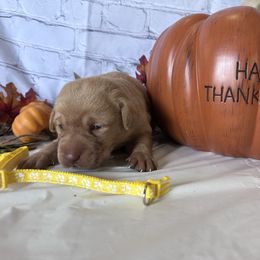 Yellow - Yellow female Labrador Retriever puppy in Newton Grove, North Carolina from Wayalife Labradors & Gsp’s