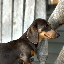 Blue - Dachshund