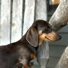 Blue - Dachshund