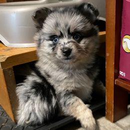 Pomsky Puppies from Michelle's Pomskies