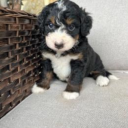 Lola - Tri-color female Bernedoodle puppy in Holtwood, Pennsylvania from Country Ridge Puppies