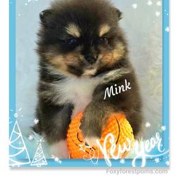 Mink - Black and tan male Pomeranian puppy in Eatonville, Washington from Foxy Forest Poms