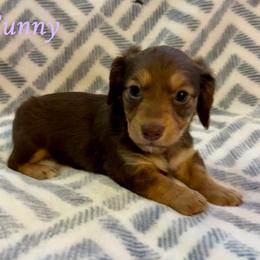 Sunny - Chocolate and tan female Dachshund puppy in Aiken, South Carolina from State Eight Dachshunds