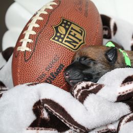 Belgian Malinois Puppies from Pyrex Kennels