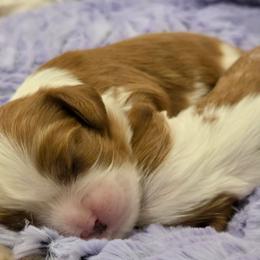 Blenheim boy 1 - Blenheim male Cavalier King Charles Spaniel puppy in Meridian, Idaho from Reflection Cavaliers