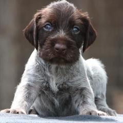 German Wirehaired Pointer Puppies from Afterhours German Wirehaired Pointers