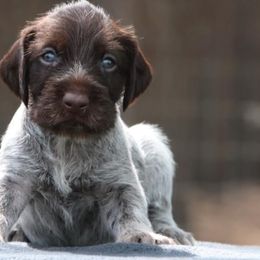 German Wirehaired Pointer Puppies from Afterhours German Wirehaired Pointers