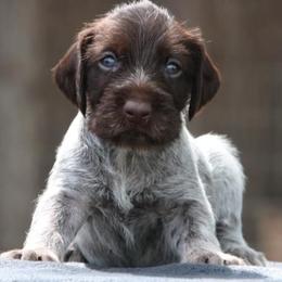 German Wirehaired Pointer Puppies from Afterhours German Wirehaired Pointers
