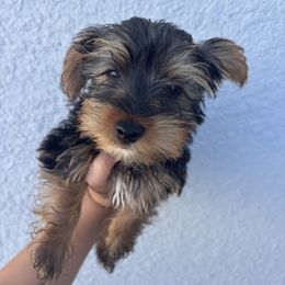 Yorkshire Terrier Puppies from MF_Yorkies