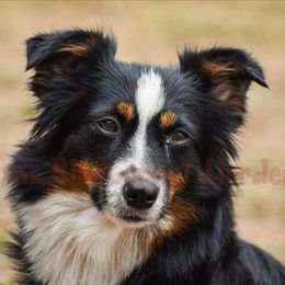 Ember - Miniature Australian Shepherd