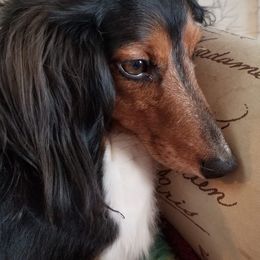 Dachshunds from Bobbie Jay Pups